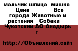 мальчик шпица (мишка) › Цена ­ 55 000 - Все города Животные и растения » Собаки   . Чукотский АО,Анадырь г.